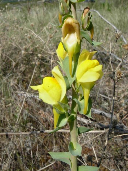 Photo of Linaria genistifolia ssp. dalmatica by <a href="http://www.ece.ubc.ca/~ianc/">Ian Cumming</a>