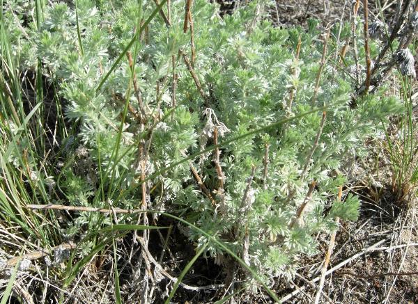 Photo of Artemisia frigida by <a href="http://www.ece.ubc.ca/~ianc/">Ian Cumming</a>