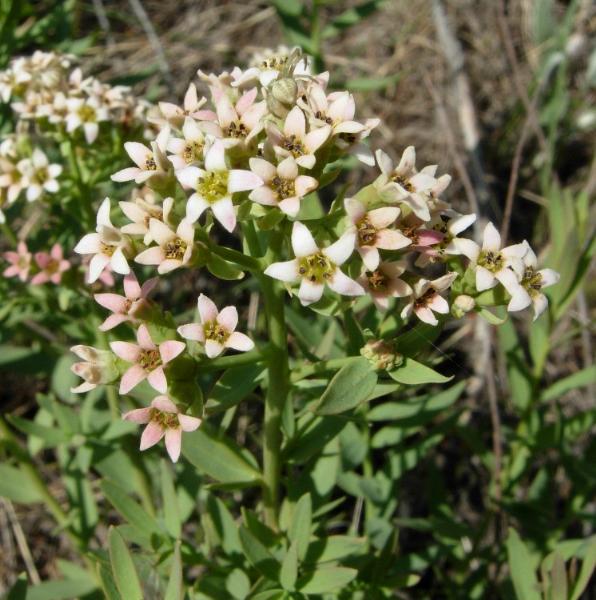 Photo of Comandra umbellata ssp. pallida by <a href="http://www.ece.ubc.ca/~ianc/">Ian Cumming</a>