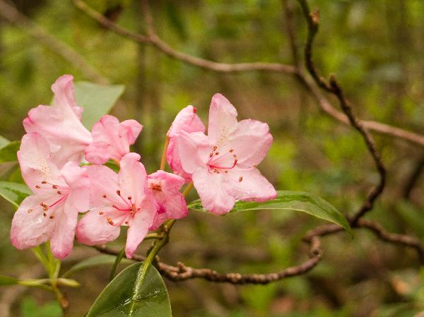 Photo of Rhododendron macrophyllum by Neil L. Jennings