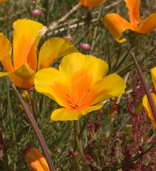 Photo of Eschscholzia californica by Neil L. Jennings