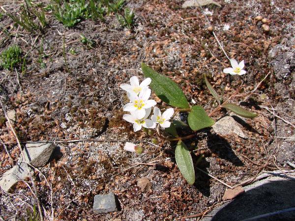 Photo of Claytonia lanceolata by Province of British Columbia (Bill Jex)