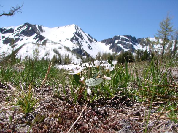 Photo of Claytonia lanceolata by Province of British Columbia (Bill Jex)