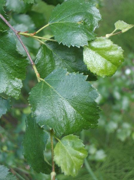 Photo of Betula occidentalis by <a href="http://www.cicerosings.blogspot.com">Eileen Brown</a>