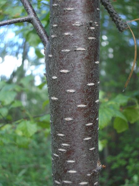 Photo of Betula occidentalis by <a href="http://www.cicerosings.blogspot.com">Eileen Brown</a>