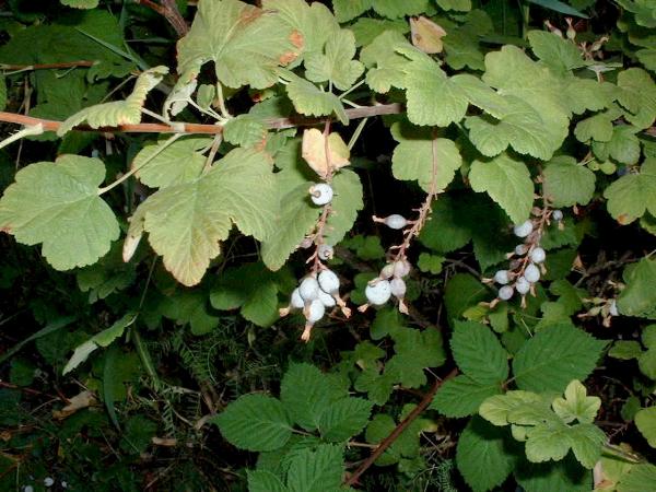 Photo of Ribes sanguineum var. sanguineum by Pamela Zevit
