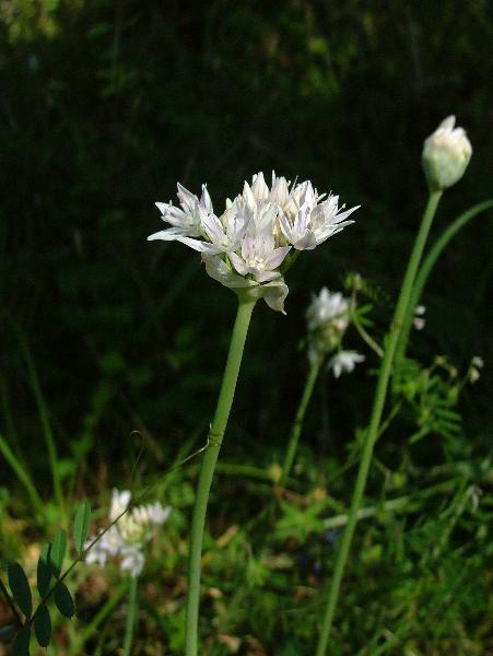 Photo of Allium amplectens by Jamie Fenneman