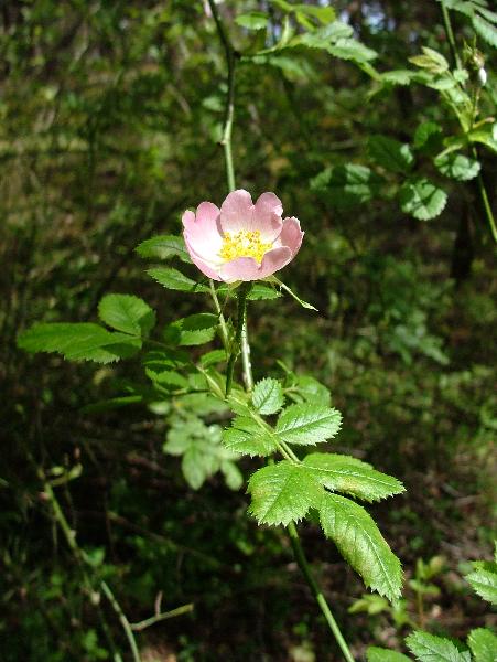 Photo of Rosa rubiginosa var. rubiginosa by Jamie Fenneman