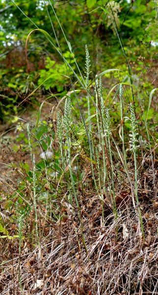 Photo of Piperia elegans by Jeanne Ross