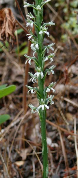 Photo of Piperia elegans by Jeanne Ross