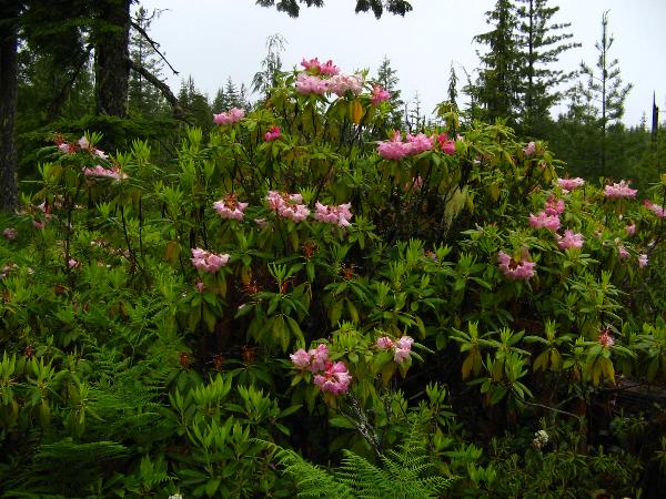 Photo of Rhododendron macrophyllum by Roman Stone