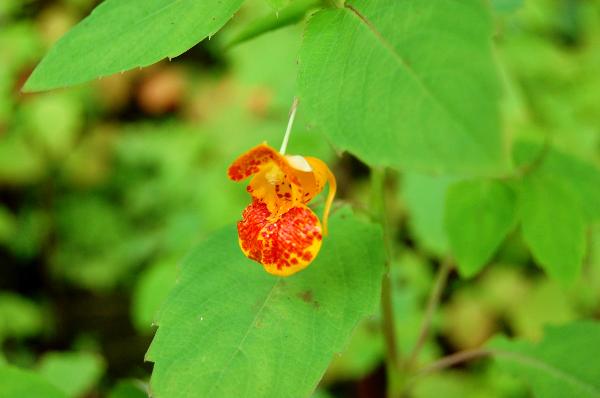 Photo of Impatiens capensis by Kevin deBoer