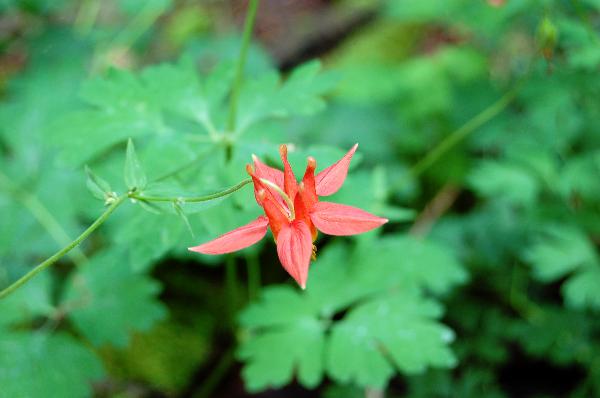 Photo of Aquilegia formosa by Kevin deBoer
