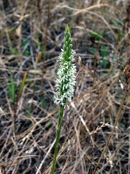 Photo of Piperia elegans by Maris Ratel