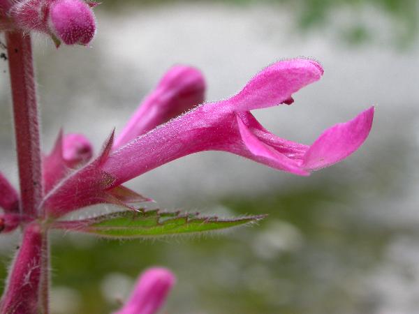 Photo of Stachys chamissonis var. cooleyae by Terry Finch