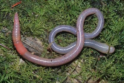 Earthworms of British Columiba