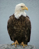Bald Eagle Photo by Jamie Fenneman