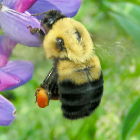 Introduction to the Bumble Bees of BC