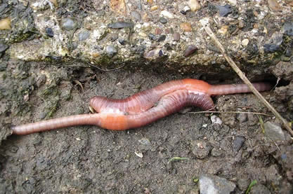 https://linnet.geog.ubc.ca/biodiversity/efauna/images/earthwormsmatingJackHynespublicdomain.jpg
