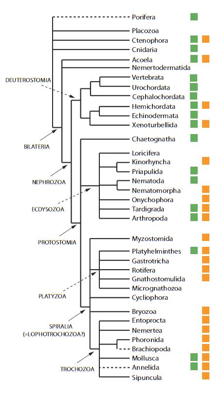Lophophorate cladogram