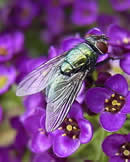 Green bottle fly photo by Diane Williamson