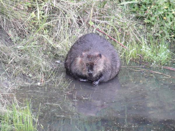 Photo of Castor canadensis by Les Leighton