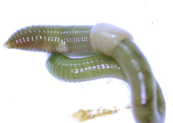 Photo of Allolobophora chlorotica by Earthworm Research Group University of Lancashire