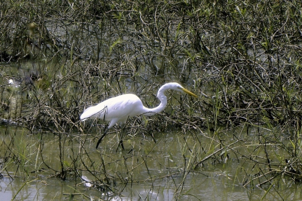 Photo of Ardea alba by Val George