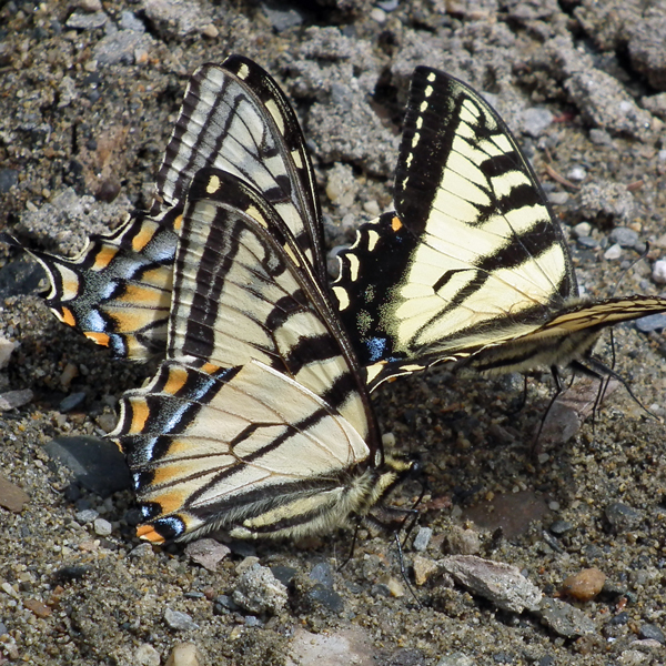 Photo of Papilio canadensis by <a href="http://www.flickr.com/photos/jlucier/ ">Jacy (JC) Lucier</a>