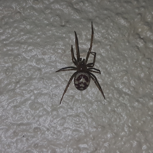 Photo of Steatoda grossa by Laura Cooper