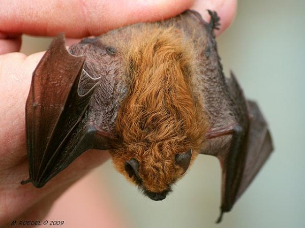 Photo of Myotis californicus by <a href="http://www.flickr.com/photos/madridminer/">Michael Roedel</a>