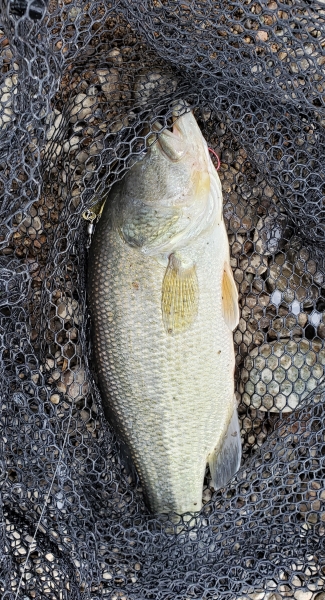 Photo of Micropterus salmoides by Tim Loh