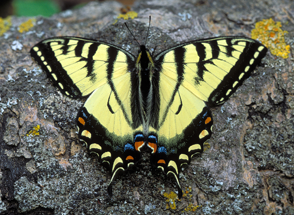 Photo of Papilio canadensis by Ian Gardiner