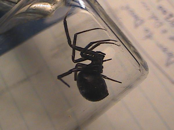Photo of Steatoda grossa by Maurice Walsh