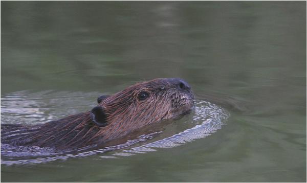 Photo of Castor canadensis by <a href="http://www.pbase.com/phototrex">Fred Lang</a>