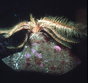 Photo of Florometra serratissima by <a href="http://www.asnailsodyssey.com/">thomas carefoot</a>