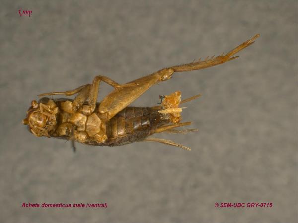 Photo of Acheta domesticus by Spencer Entomological Museum
