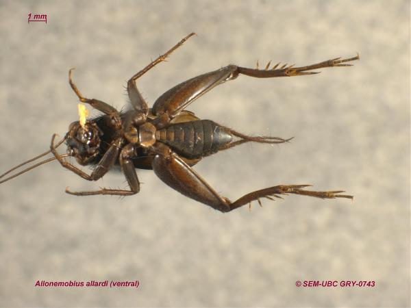 Photo of Allonemobius allardi by Spencer Entomological Museum