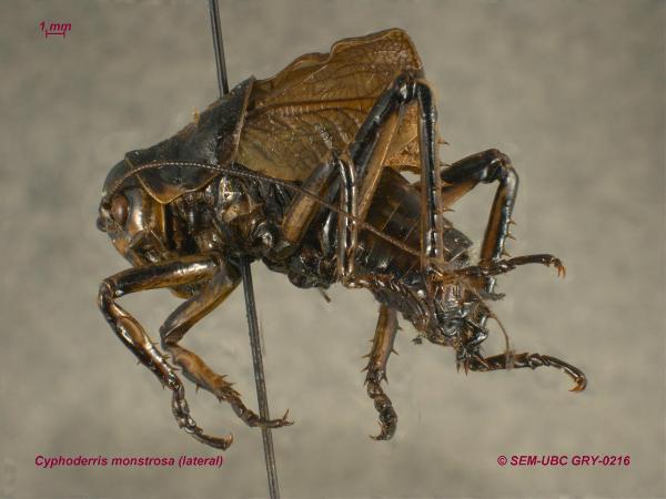 Photo of Cyphoderris monstrosa by Spencer Entomological Museum