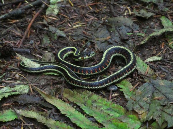 Photo of Thamnophis sirtalis by Celeste Paley
