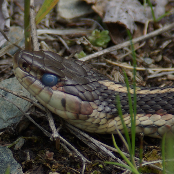 Photo of Thamnophis sirtalis by <a href="
http://shuswaplakephotos.wordpress.com/">Dawn Kellie</a>