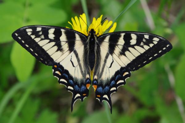 Photo of Papilio canadensis by Eileen Brown