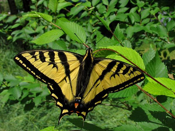Photo of Papilio canadensis by <a href="http://www.okanaganwildlifephotography.com/">Werner Eigelsreiter</a>