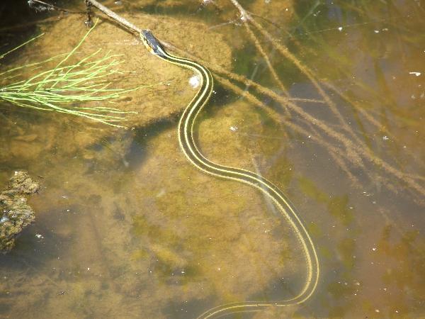 Photo of Thamnophis sirtalis by <a href="http://www.forestry.ubc.ca/resfor/afrf/">Alex Fraser Research Forest</a>