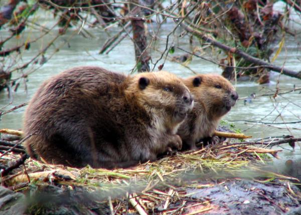 Photo of Castor canadensis by Corey Cartwright
