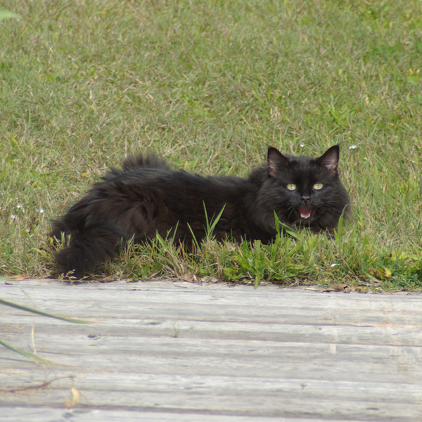 Photo of Felis catus by <a href="
http://shuswaplakephotos.wordpress.com/">Dawn Kellie</a>