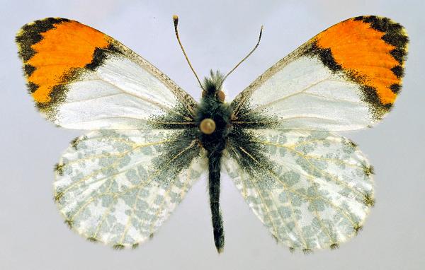 Photo of species