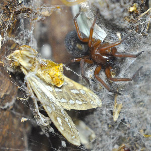 Photo of Callobius severus by <a href="http://www.coffinpoint.ca/">Paul Westell</a>
