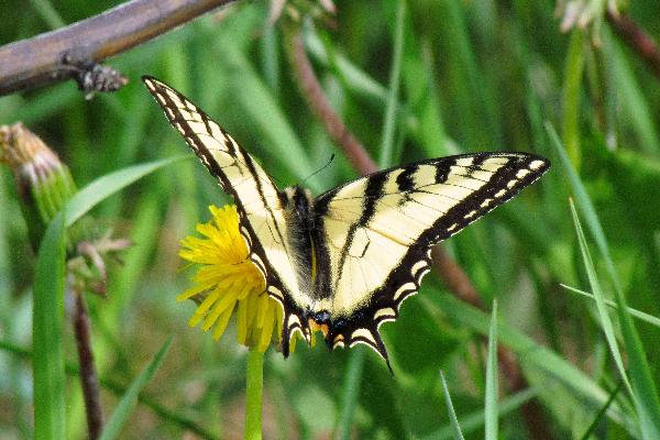 Photo of Papilio canadensis by Val George