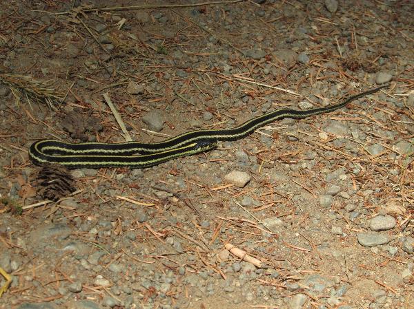 Photo of Thamnophis ordinoides by <a href="http://morrisoncreek.org/">Kathryn Clouston</a>